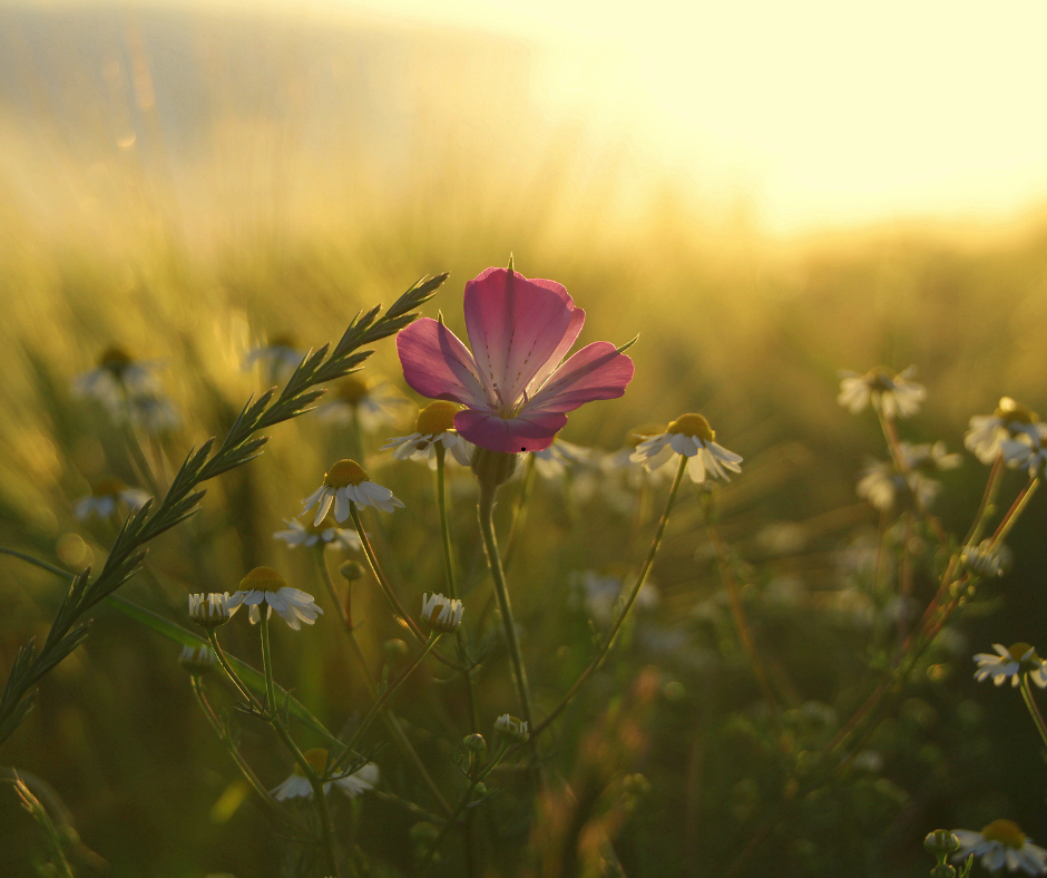 Understanding Cognitive Behavioral Therapy for Depression