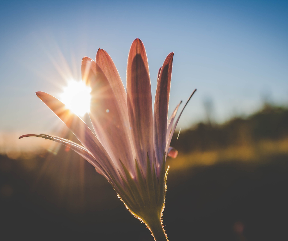 Mastering CBT: Your Guide to Lifelong Resilience
